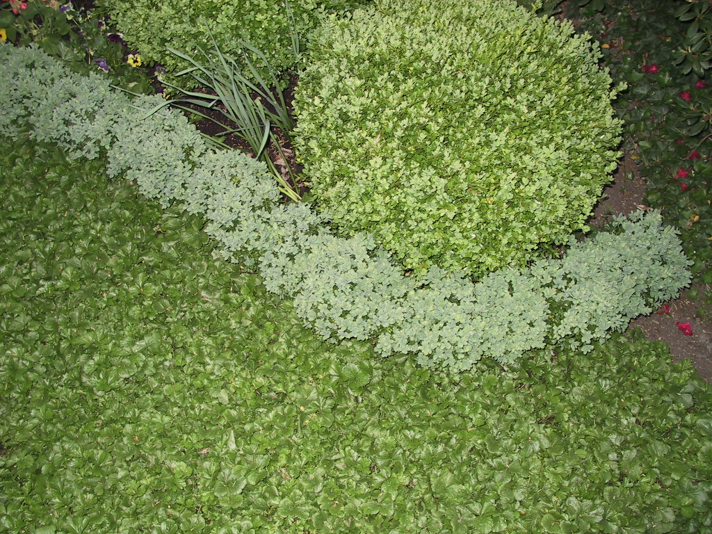 Grabbepflanzung 06 Buxus Suffruticosa Kugeln und Blauer Heinz als Trennung.jpg